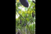 91丨成人丨精产丨天堂鸟
